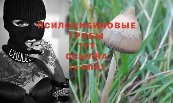 прущие крисы Бородино